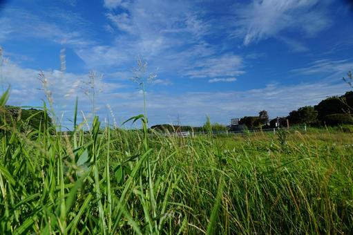 夏の草藪の風景 夏の草藪の風景の写真