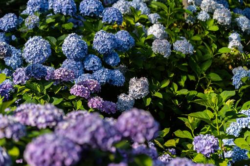 hydrangea, JPG