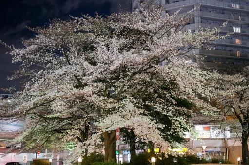 武蔵浦和駅の夜桜 武蔵浦和,桜,夜桜の写真素材