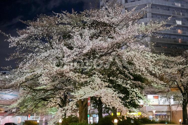 武蔵浦和駅の夜桜 武蔵浦和,桜,夜桜の写真素材