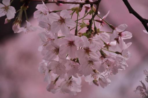 桜の写真