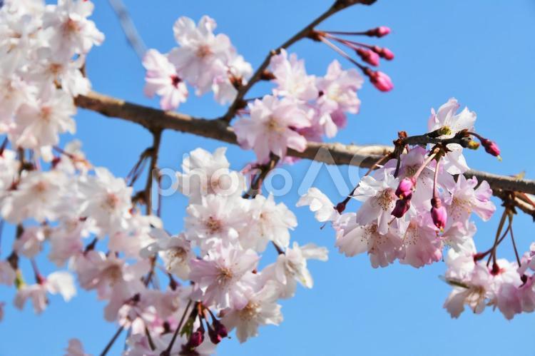 シダレザクラ（枝垂桜） 枝垂桜,シダレザクラ,桜の写真素材