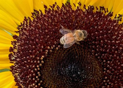 ミツバチとひまわり ヒマワリ,ミツバチ,昆虫の写真素材