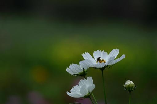 秋風に揺れて咲く コスモス,秋桜,花の写真素材