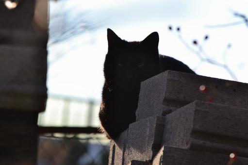 睨む猫 睨む猫の写真