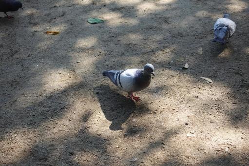はとの写真