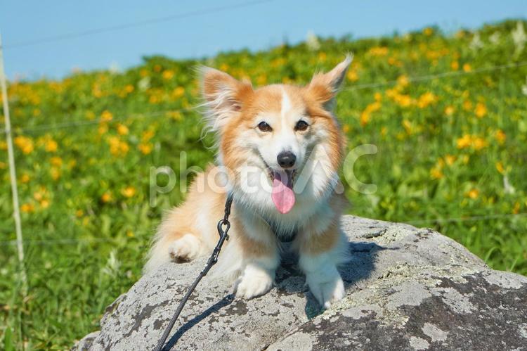 コーギー　ニッコウキスゲ 犬,コーギー,ニッコウキスゲの写真素材