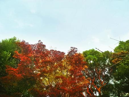 秋の風景 紅葉の木々 秋の風景 紅葉の木々 色鮮やか,秋,風景の写真素材