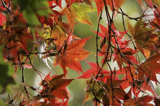 紅葉 紅葉 葉,紅葉,秋の写真素材
