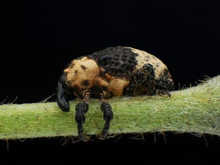 オジロアシナガゾウムシ ゾウムシ,オジロアシナガゾウムシ,昆虫の写真素材