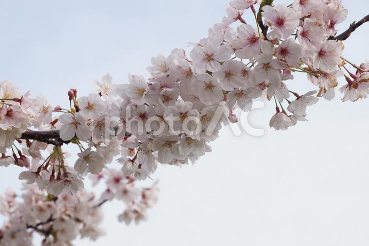 満開のサクラの花 サクラ,植物,花の写真素材