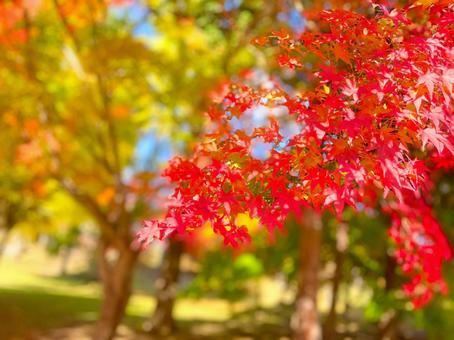 鮮やかに染まる秋 鮮やかに染まる秋 紅葉,秋,もみじの写真素材