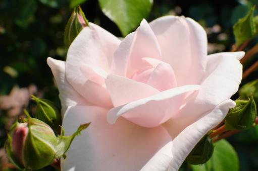 ピンクの薔薇 ピンクの薔薇の写真