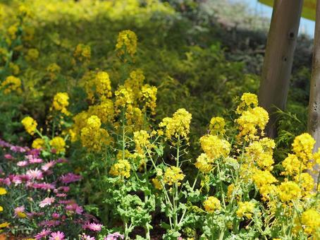 菜の花の写真
