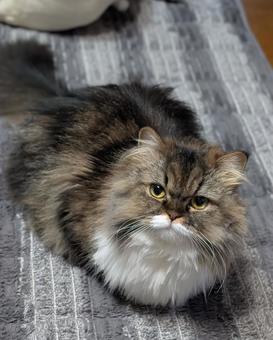 にゃんこ にゃんこの写真