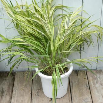 風知草の鉢植え 風知草の鉢植え 風知草,葉,斑入りの写真素材