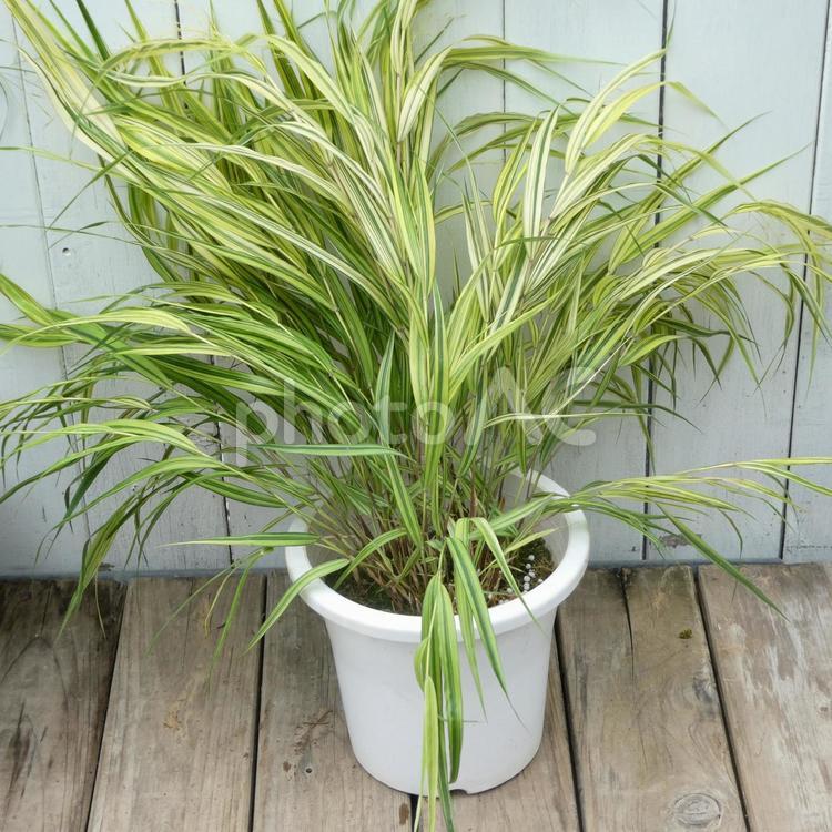 風知草の鉢植え 風知草,葉,斑入りの写真素材