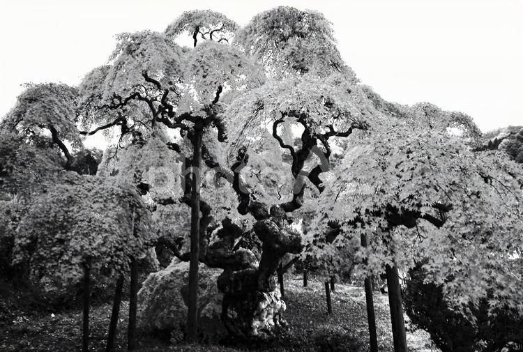 モノクロ風景３８ いわき市,しだれもみじ,もみじの写真素材
