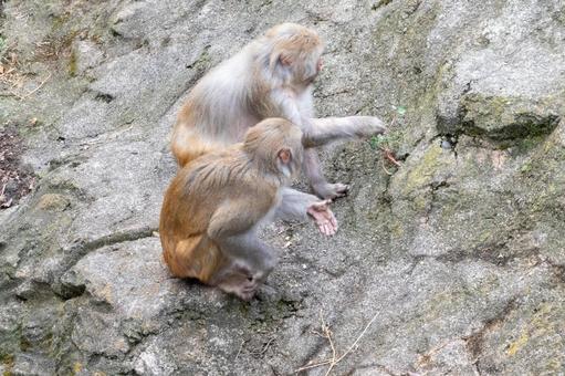サルの親子の写真