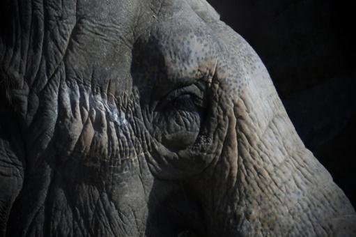ゾウ 動物園,動物,瞳の写真素材