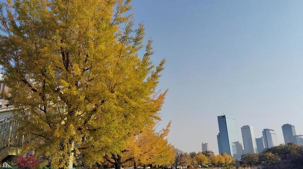 銀杏と空と街 銀杏,晴天,黄色の写真素材