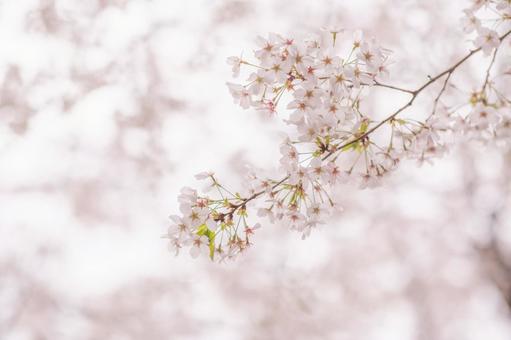 桜 桜 桜,サクラ,花の写真素材
