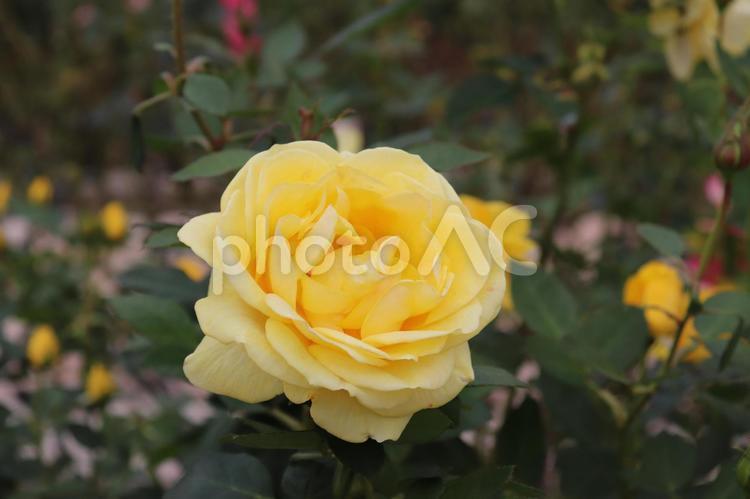 フランス産だけど日本的な名前の薔薇、伊豆の踊子 薔薇,綺麗,植物の写真素材