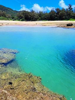奄美のエメラルドグリーンの海 奄美のエメラルドグリーンの海 エメラルドグリーン,海,風景の写真素材