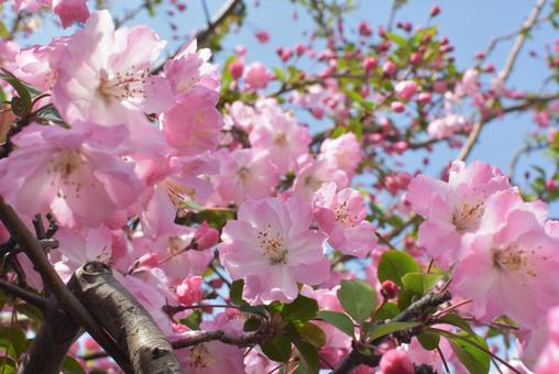 青空の下で咲く桜 青空の下で咲く桜の写真