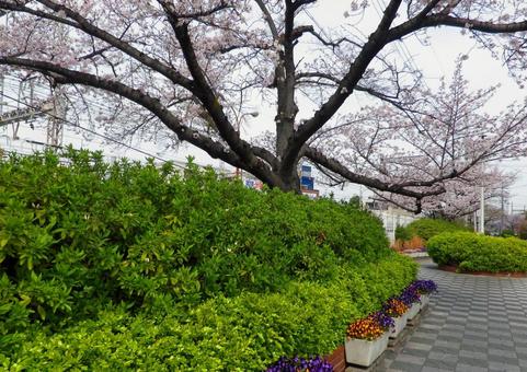 公園 公園の写真