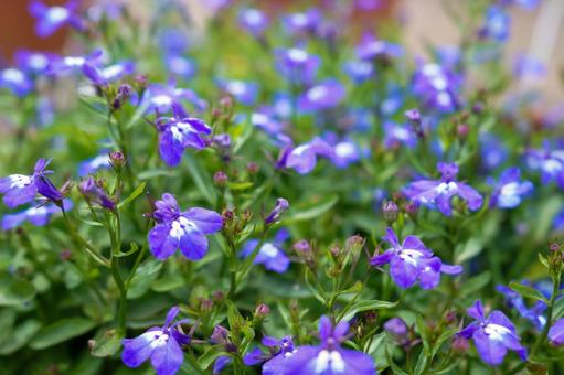 紫の花 紫の花の写真
