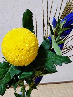 中秋の名月お月見花2 中秋の名月お月見花2 花,植物,ピンポンマムの写真素材