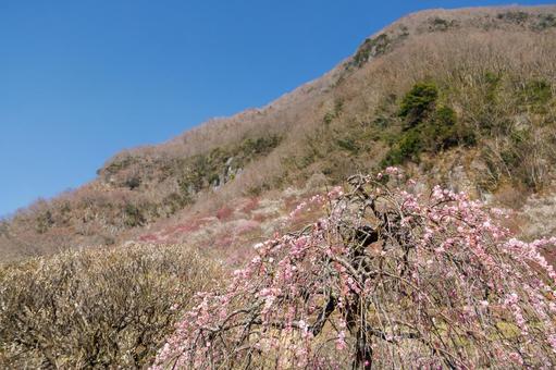 青空に映える満開の紅梅と白梅 梅,迎春,梅の花の写真素材