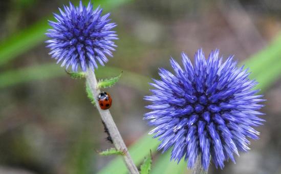 Photo, ladybird, cute, natural, 
