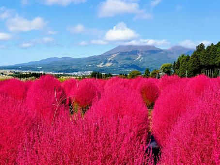 福島の秋 秋,コキア,紅葉の写真素材