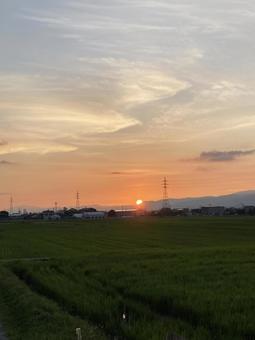 夏の夕日(縦) 夏の夕日(縦)の写真