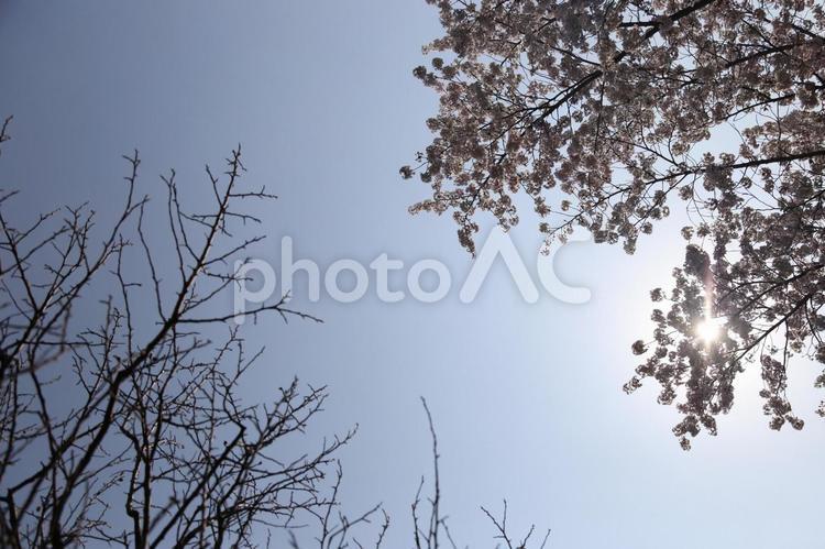 桜と木のフレーム（文字入れ余白有り） 桜,フレーム,背景の写真素材