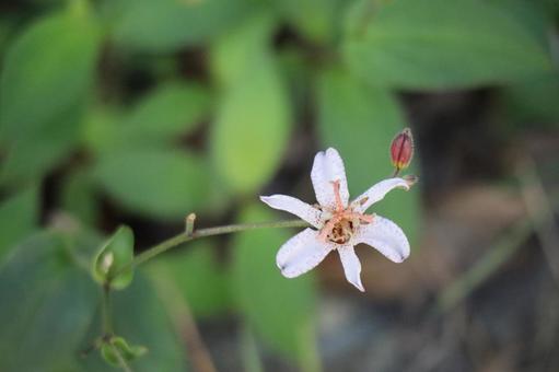 野生に咲くホトトギスの花のアップ 野生に咲くホトトギスの花のアップの写真