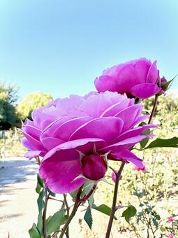 凛とした立ち姿の薔薇 01 薔薇,ソウビ,ショウビの写真素材