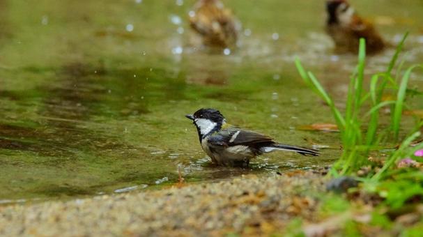 水辺のシジュウカラの写真