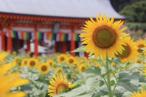 お寺を背景にしたひまわり お寺を背景にしたひまわり 補陀洛山満願寺,ひまわり畑,向日葵の写真素材