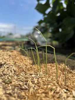市民農園の玉ねぎの苗作り 市民農園の玉ねぎの苗作り 玉ねぎ,苗,食べ物の写真素材