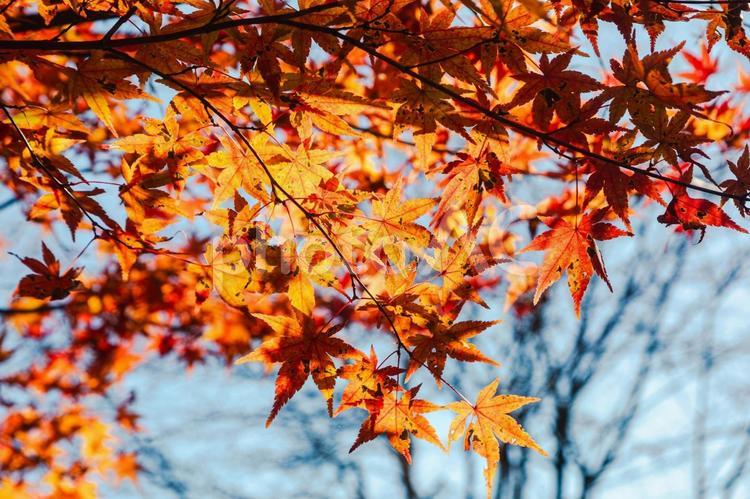 桜山公園　紅葉風景　紅葉　紅葉狩り２ 桜山公園,紅葉,紅葉狩りの写真素材