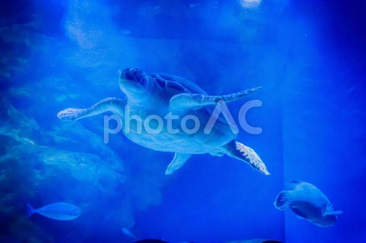 ウミガメ maxellアクアパーク品川,動物,水槽の写真素材