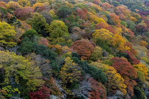 京都　嵐山　紅葉 嵐山,京都,紅葉の写真素材