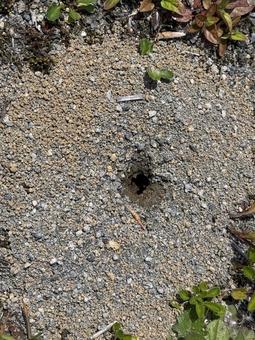 Photo, ant, an ant, ant nest, 