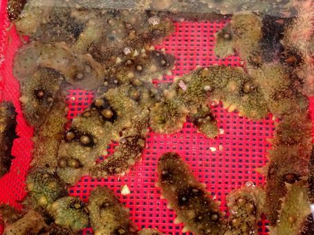 ナマコ ナマコ ナマコ,魚屋,魚介類の写真素材