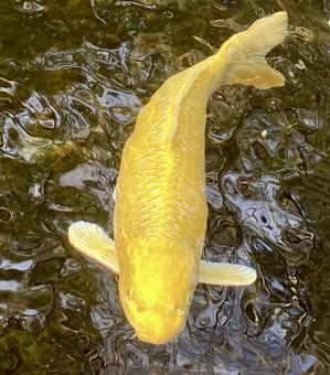 黄金の鯉 鯉,魚,内宮の写真素材