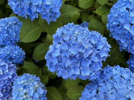 紫陽花 紫陽花の写真