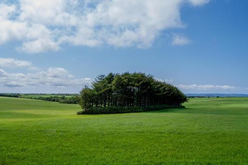 青空の下に広がる緑の牧草地と林 青空の下に広がる緑の牧草地と林 丘,牧草地,大地の写真素材